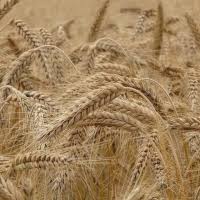Pšenica a jej využitie v potravinách